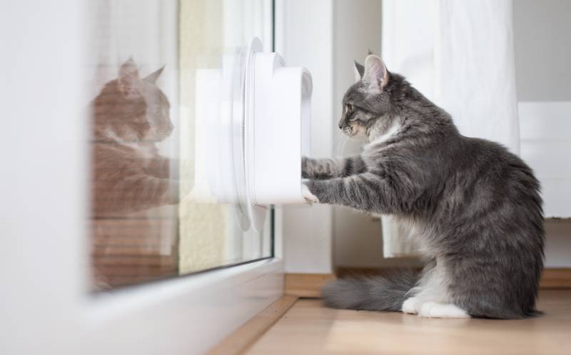 blue tabby maine coon kitten standing in front of cat flap pr door