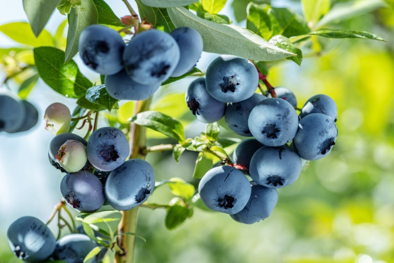 blueberry bush