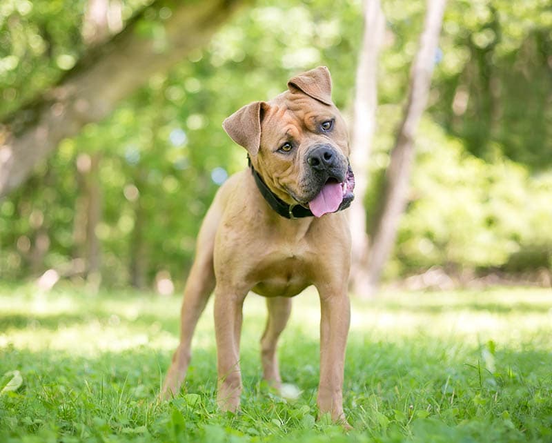 box-a-shar dog tilting its head
