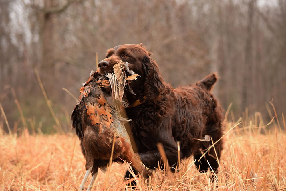 boykin spaniel caught a pheasant