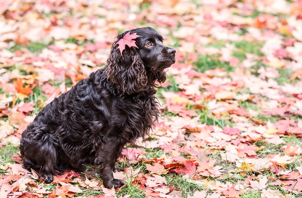 boykin spaniel dog surrounded with autumn leaves