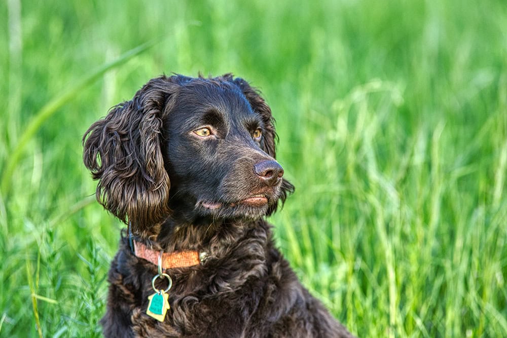 boykin spaniel dog wearing collar