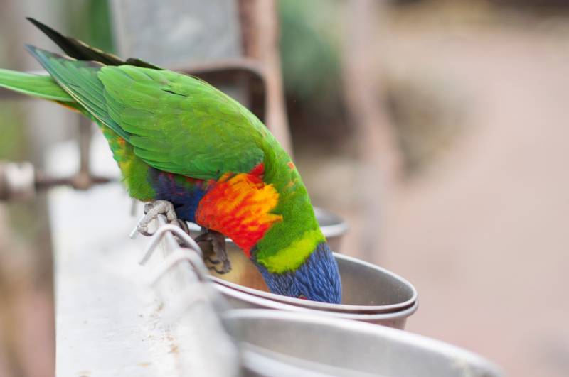 bright colorful rainbow lorikeet eats from the feeder