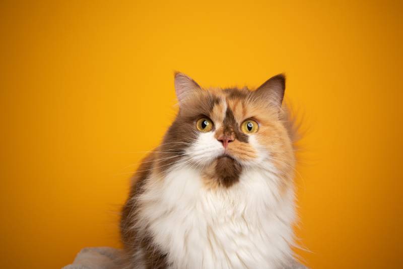 calico british longhair cat