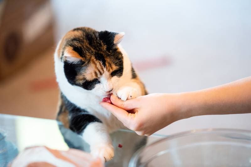 calico cat getting a meat treat