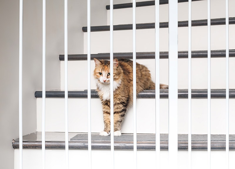 calico cat on the stairs behind the pet gate