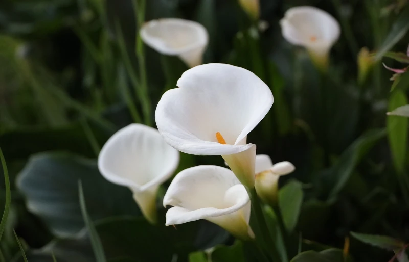 calla lilly flowers plant