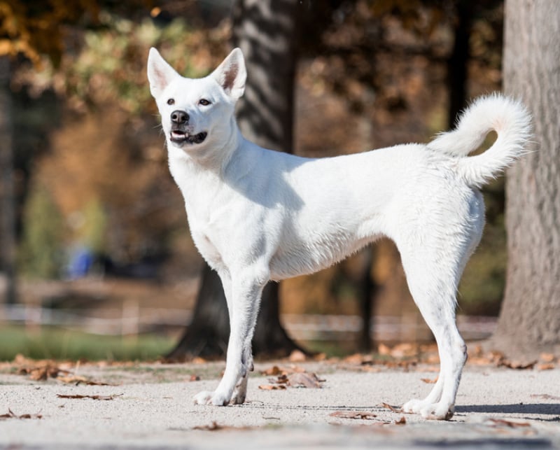 canaan dog standing on the road