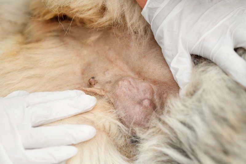 cancerous tumor in a dog