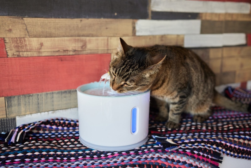 cat drinking from a water dispenser