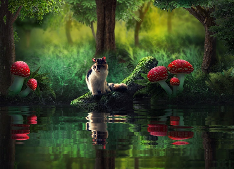 cat in a fantasy forest