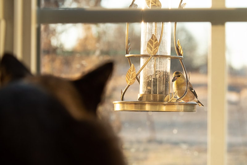 cat looking at a goldfinch bird on the feeder through the window