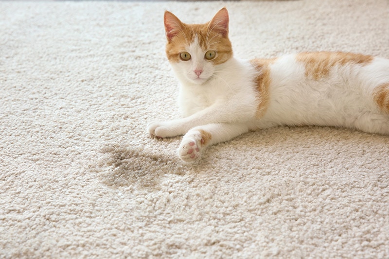 cat lying on the carpet near its pee spot
