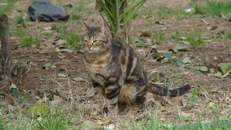 cat pooping outdoors