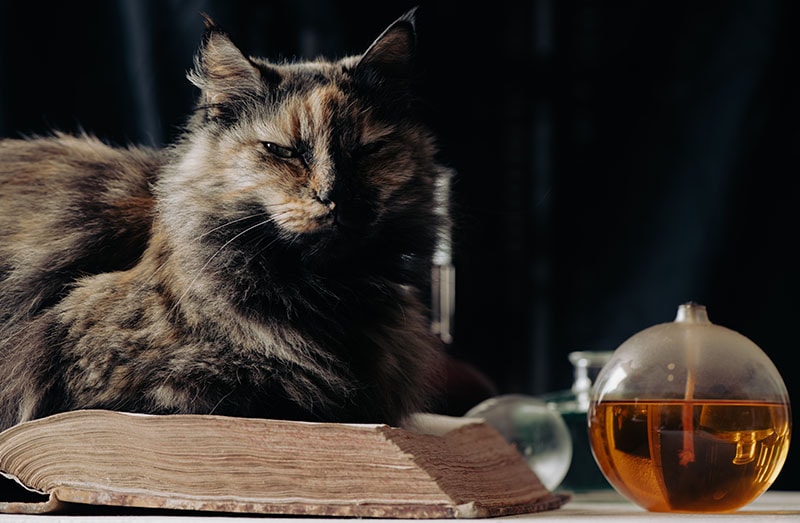 cat sitting on a thick old book