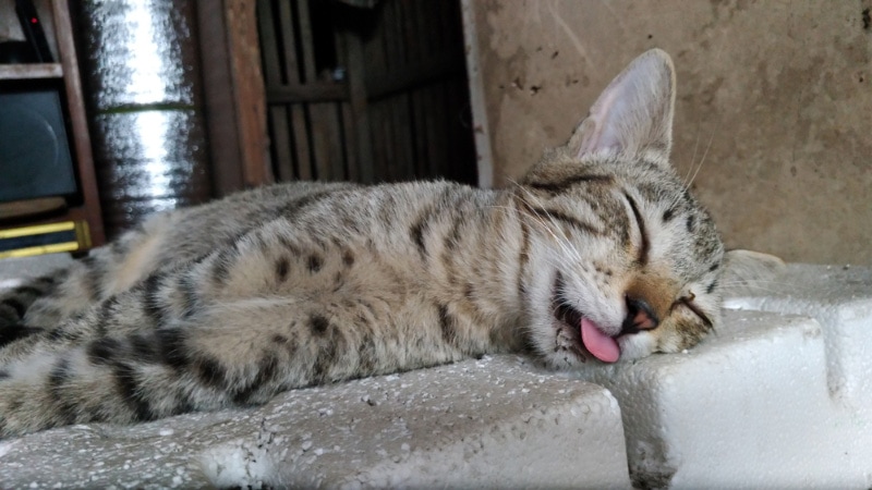 cat sticking tongue out while sleeping