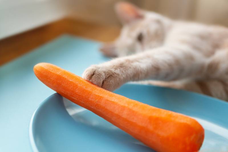 cat that reaches for fresh carrots