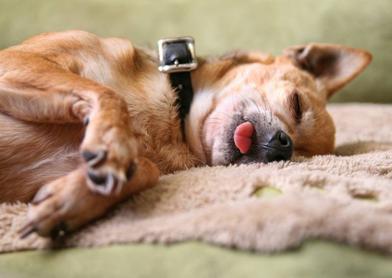 chihuahua dog sleeping with his tongue out