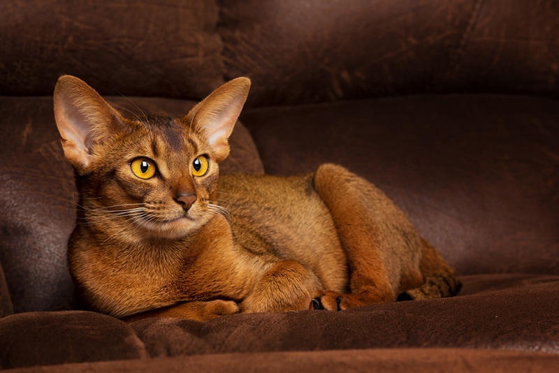 chocolate abyssinian cat