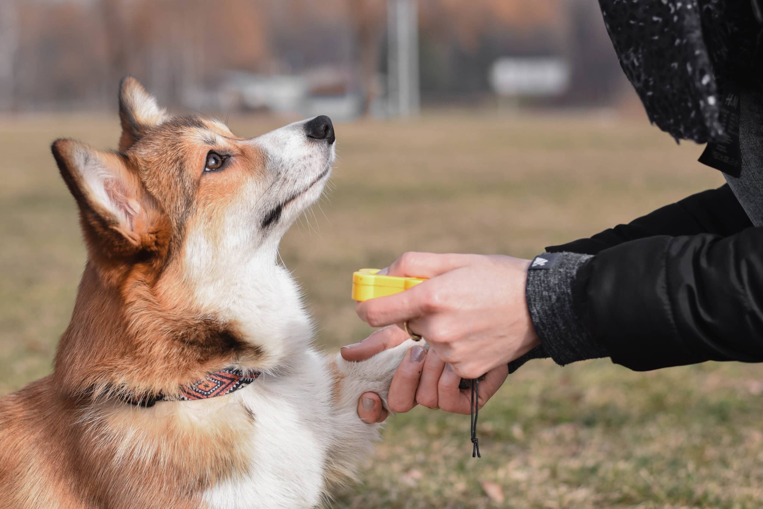 clicker training of a pembroke welsh corgi