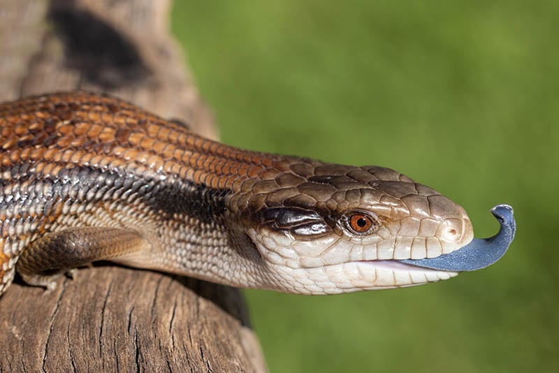 Close up Eastern Blue-tongue skink with its tongue out