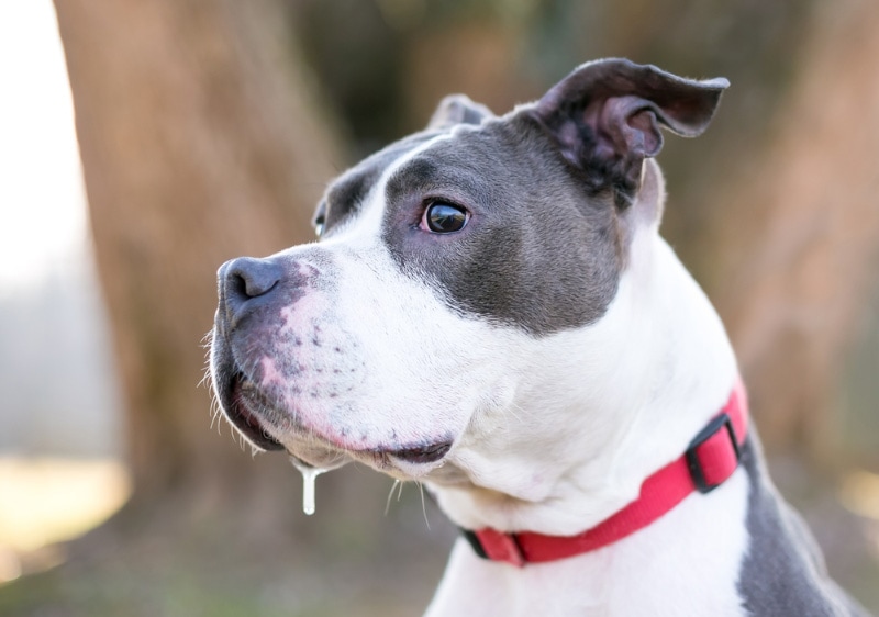 close up of a dog drooling