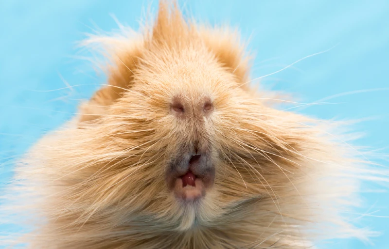 close up of a guinea pig's head with its mouth open