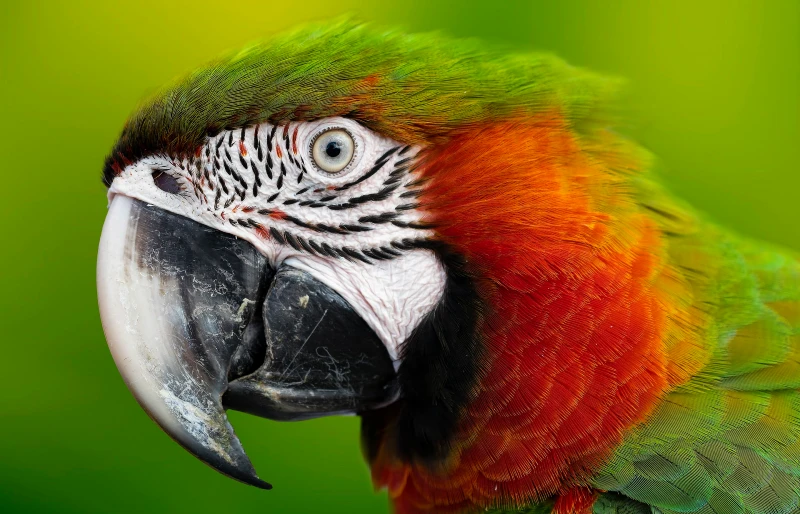 close up of a parrot's head