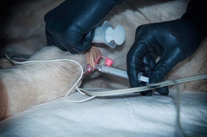 close up of animal euthanasia