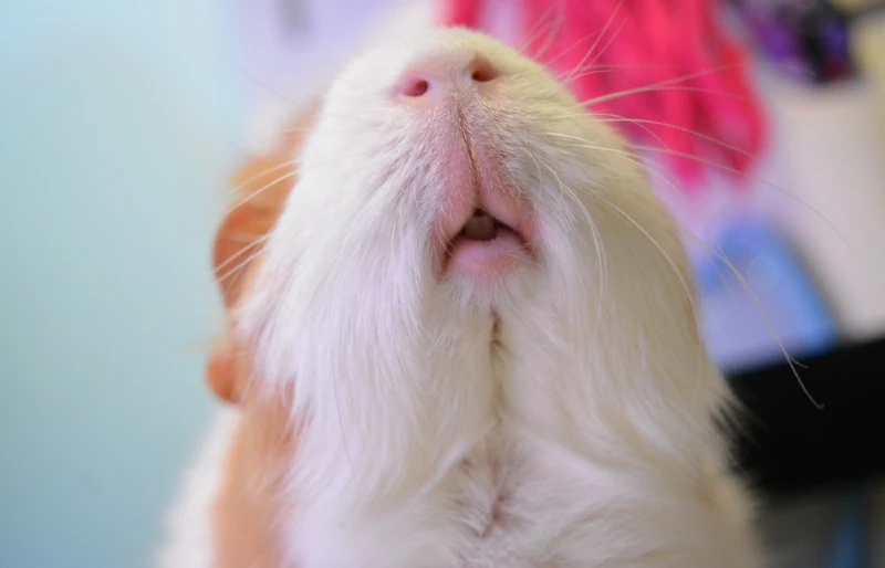 close up of guinea pig facial features