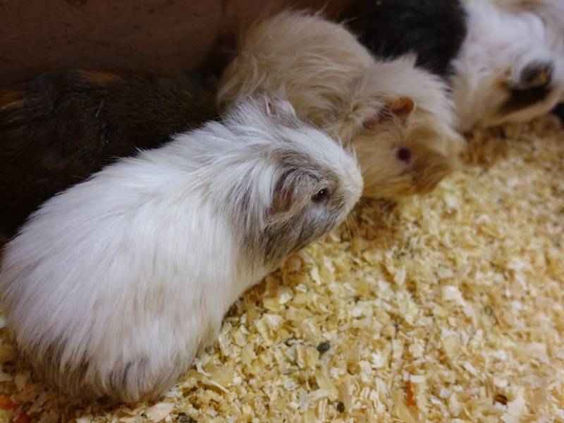 close up shot of sheltie guinea pigs