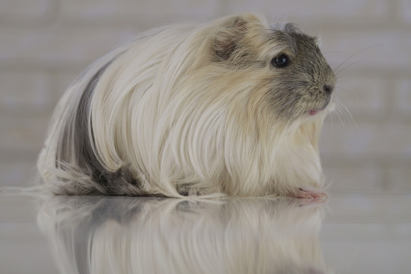 coronet guinea pig on the floor 