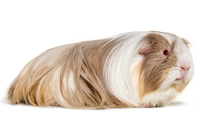coronet guinea pig on white background