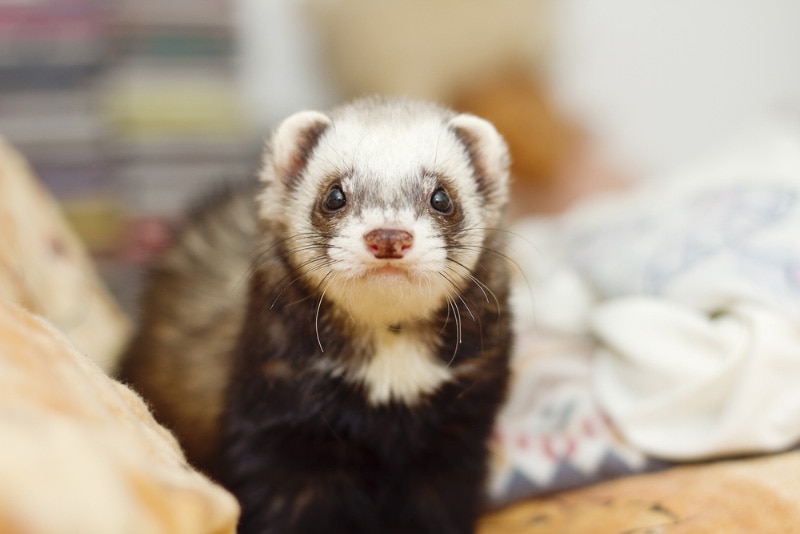 cute ferret lying on the bed