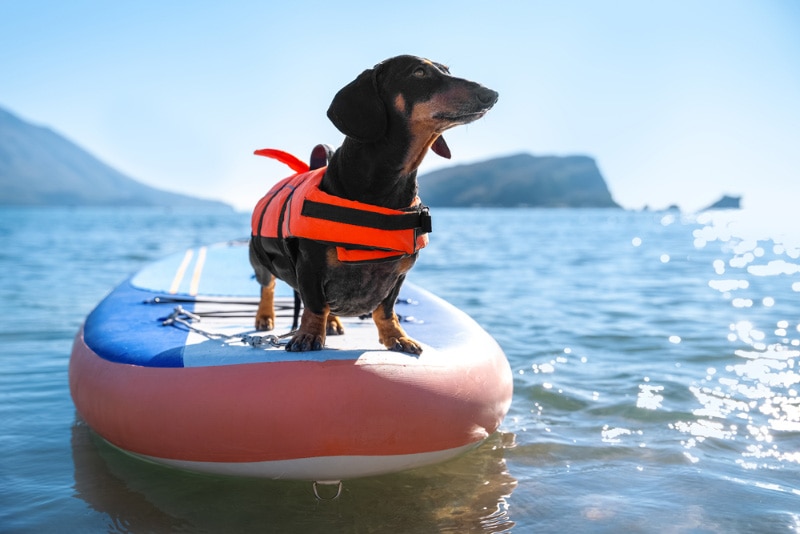 dachshund dog with lifevest standing on the surfboard