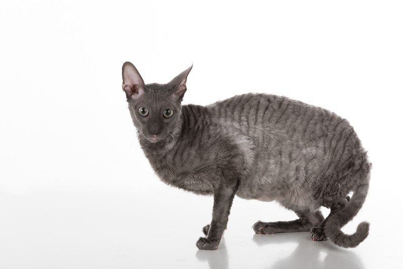 dark gray cornish rex cat