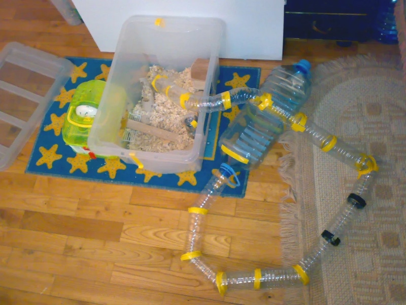 diy plastic water bottle hamster maze