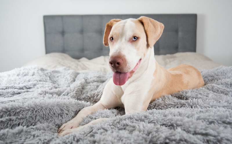dog lying on bed