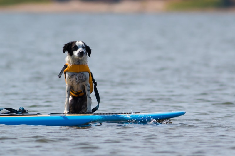 dog with lifevest sitting on a surfboard