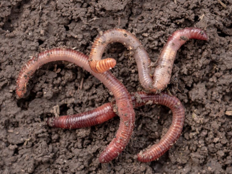 Can Cats Eat Worms? Vet Approved Risks, Concerns, & FAQ | Hepper Pet ...