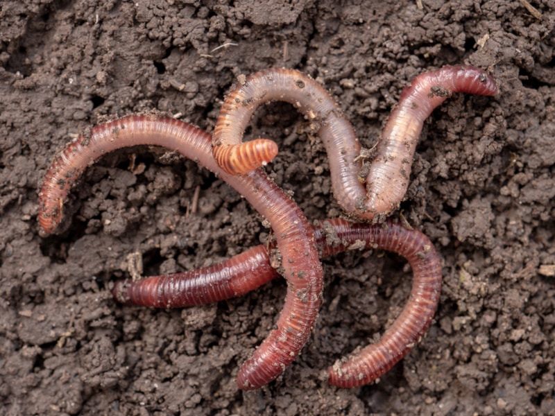 earthworms in soil