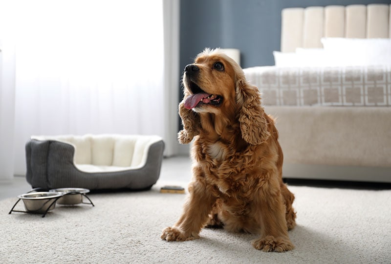 english cocker spaniel dog inside a pet-friendly hotel