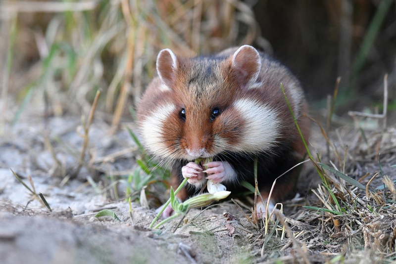 european hamster