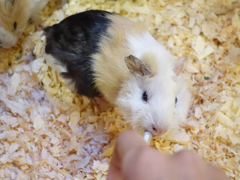 feeding shot of a sheltie guinea pig