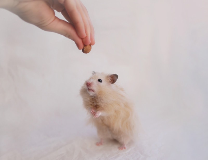 female hand giving treat to a standing hamster