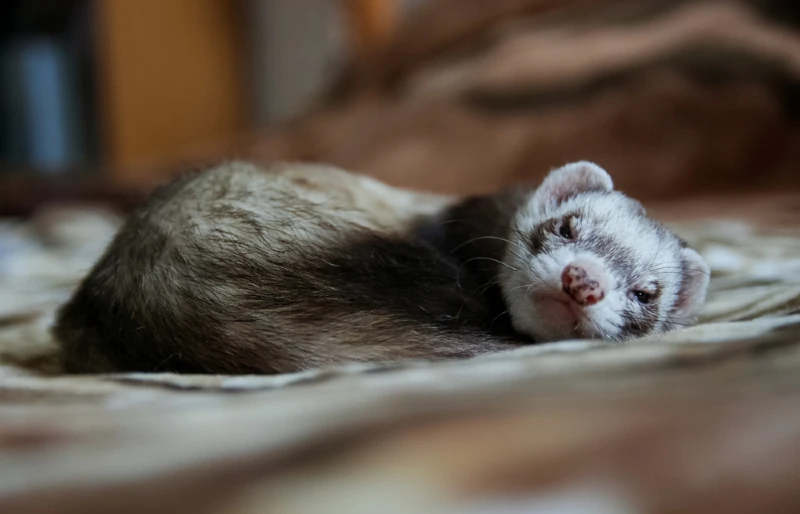 ferret cuddled up sleeping on a blanket