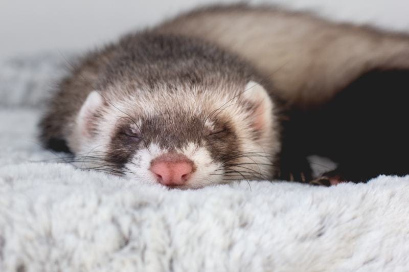 ferret sleeping
