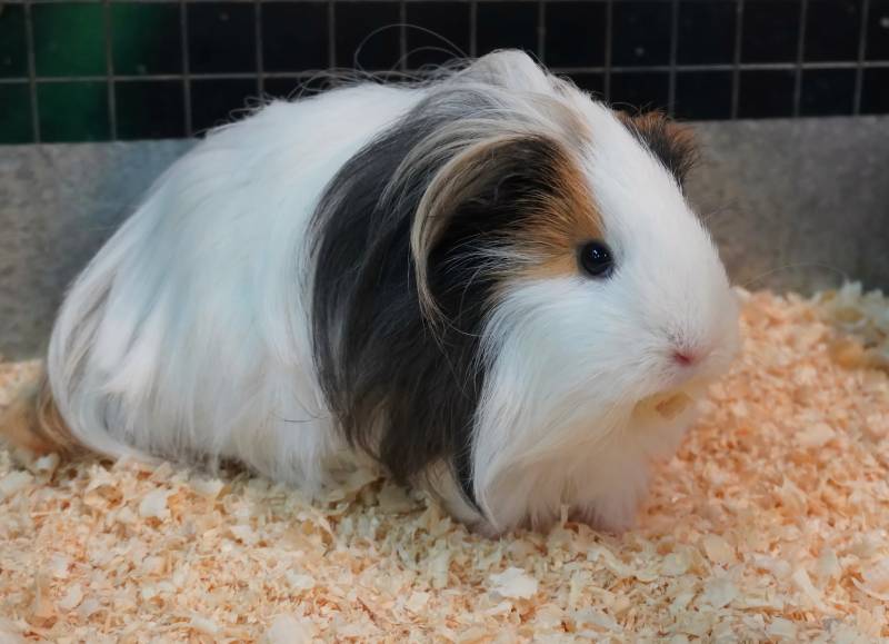 fluffy sheltie guinea pig in a cage