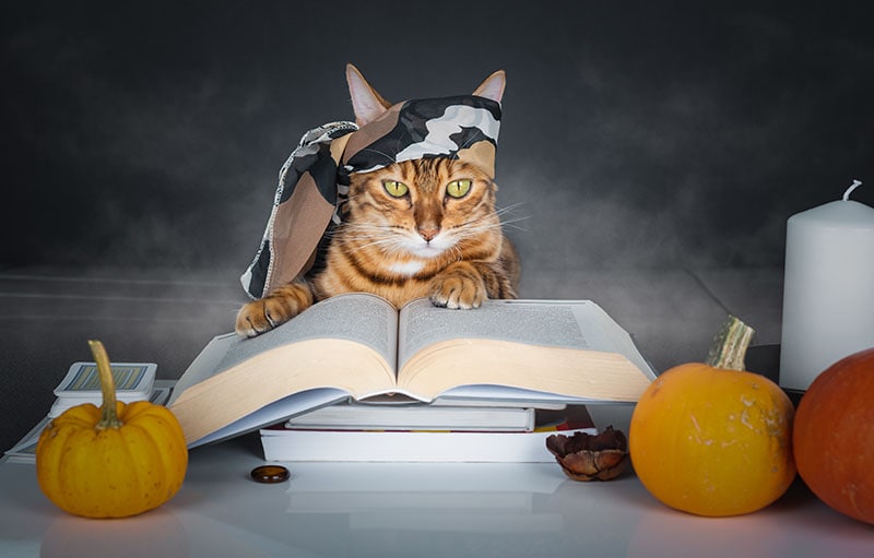 fortune teller cat with magic spell book