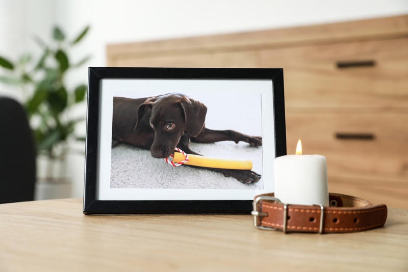 frame with picture of dog, collar and burning candle on wooden table